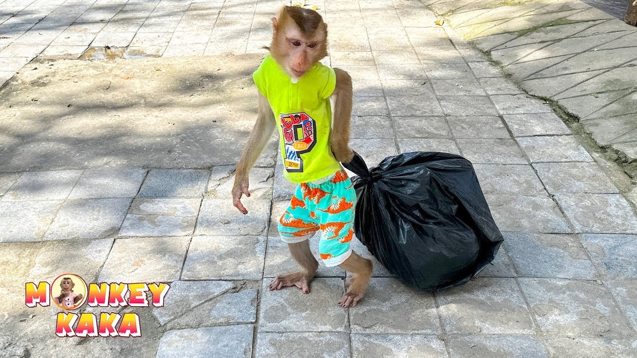 Monkey Kaka is so smart,  knows to take the trash out.