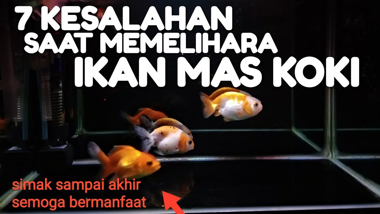 7 KESALAHAN SAAT MEMELIHARA IKAN MAS KOKI DI AQUARIUM | buat pemula ( goldfish )
