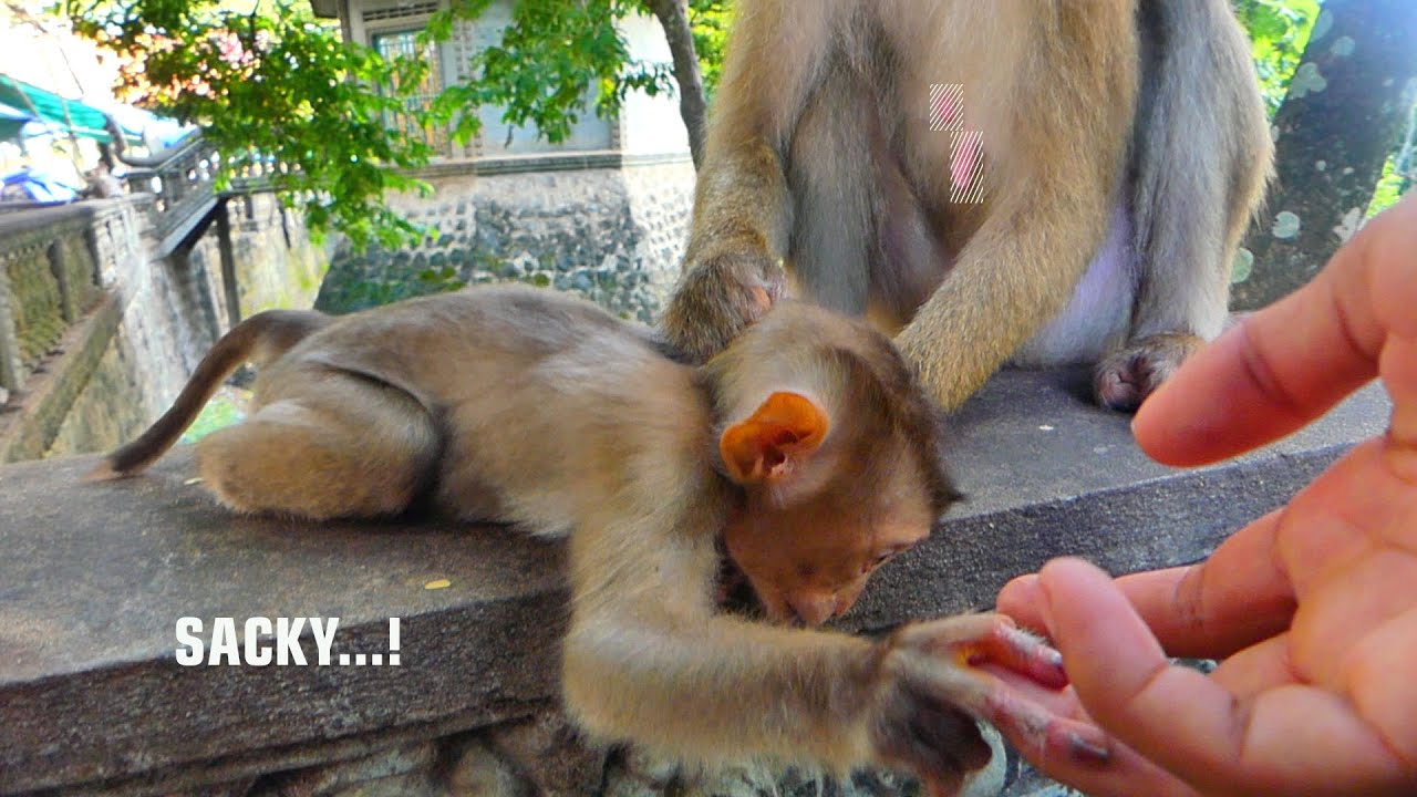 So sad...Pity baby monkey SACKY.