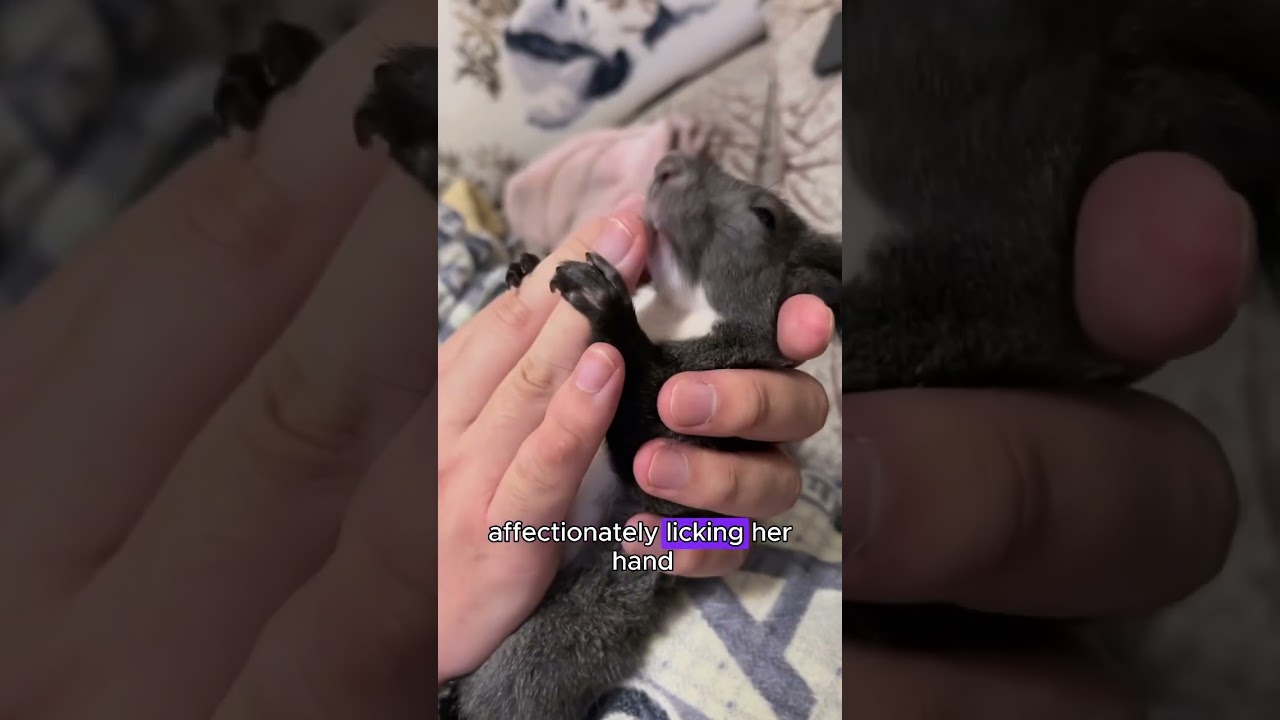 Sick squirrel recovers and returns the favor to its rescuer #squirrel #shorts #animals #healing