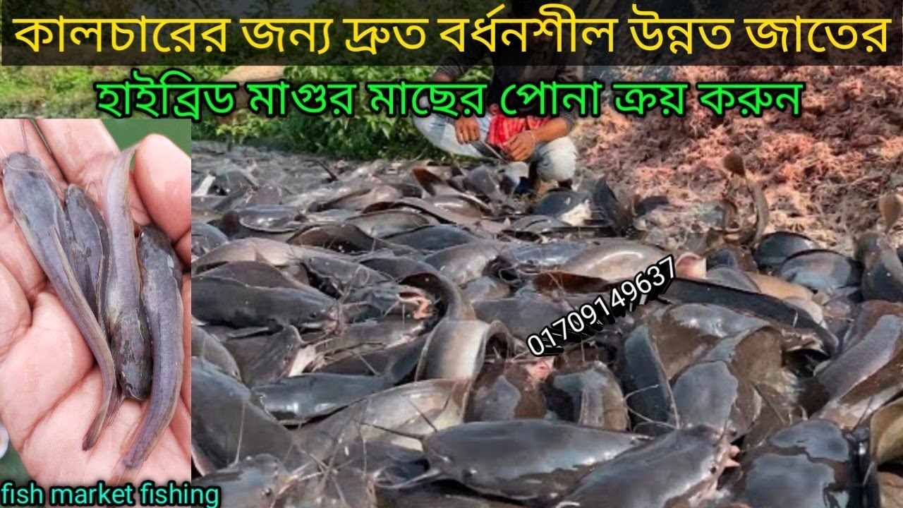 কালচারের জন্য দ্রুত বর্ধনশীল উন্নত জাতের হাইব্রিড মাগুর মাছের পোনা ক্রয় করুন√ মাগুর মাছের সেরা খাদ্য