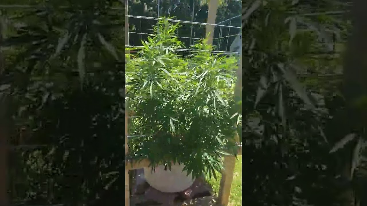LA PURE KUSH outdoor organic living soil