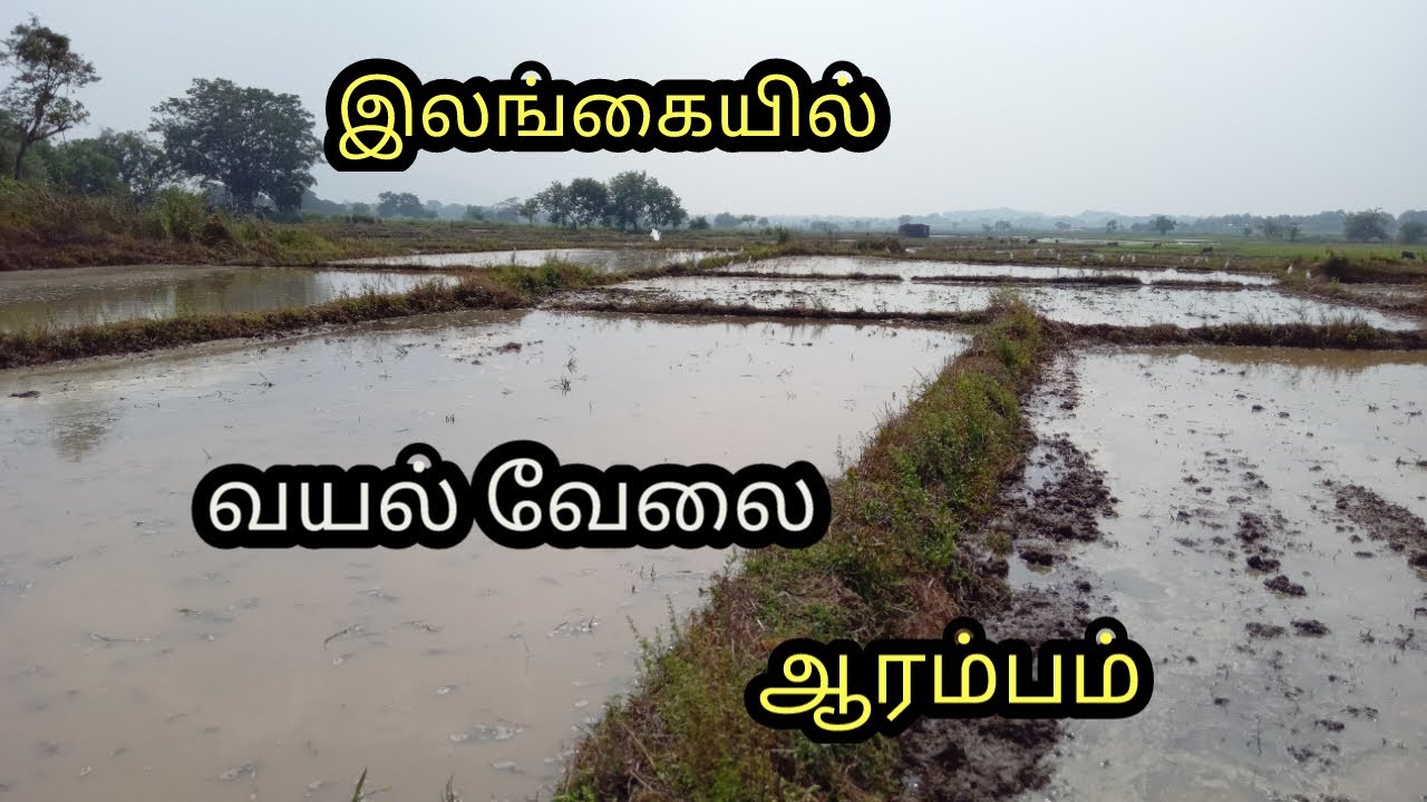 ஏன் இதற்கு மட்டும் views வருவதில்லை ? #srilanka