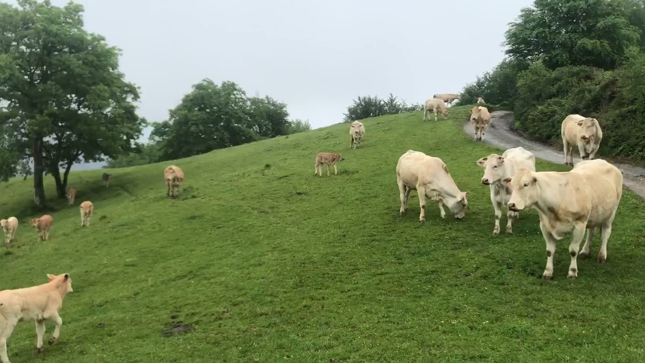 Behiak zezenak eta txahalak