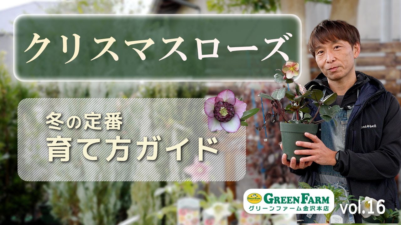 冬の定番！クリスマスローズの育て方＆おすすめ品種を完全ガイド【ハイポネックス】【リキダス】