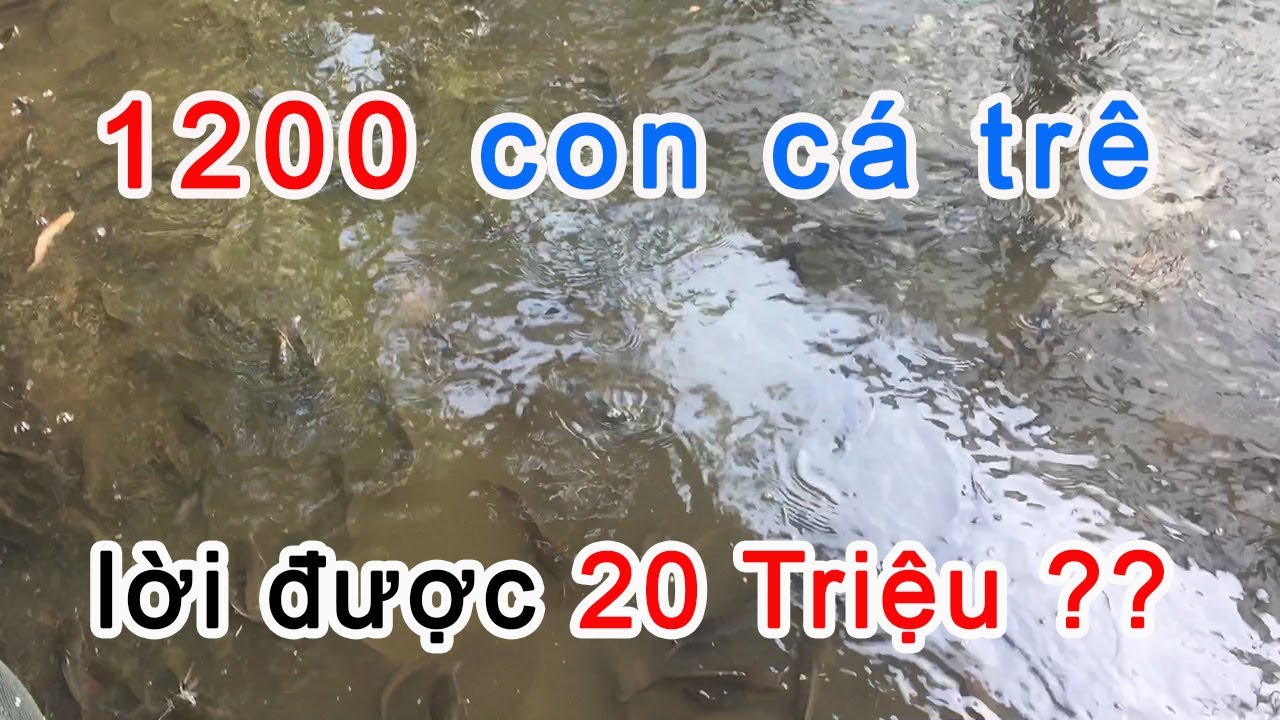 Nu&ocirc;i C&aacute; Tr&ecirc; 1200 Con Sau 4 Th&aacute;ng Lời Hơn 20 Triệu Thật Hay Đ&ugrave;a | Trại C&aacute; Ph&uacute; Y&ecirc;n