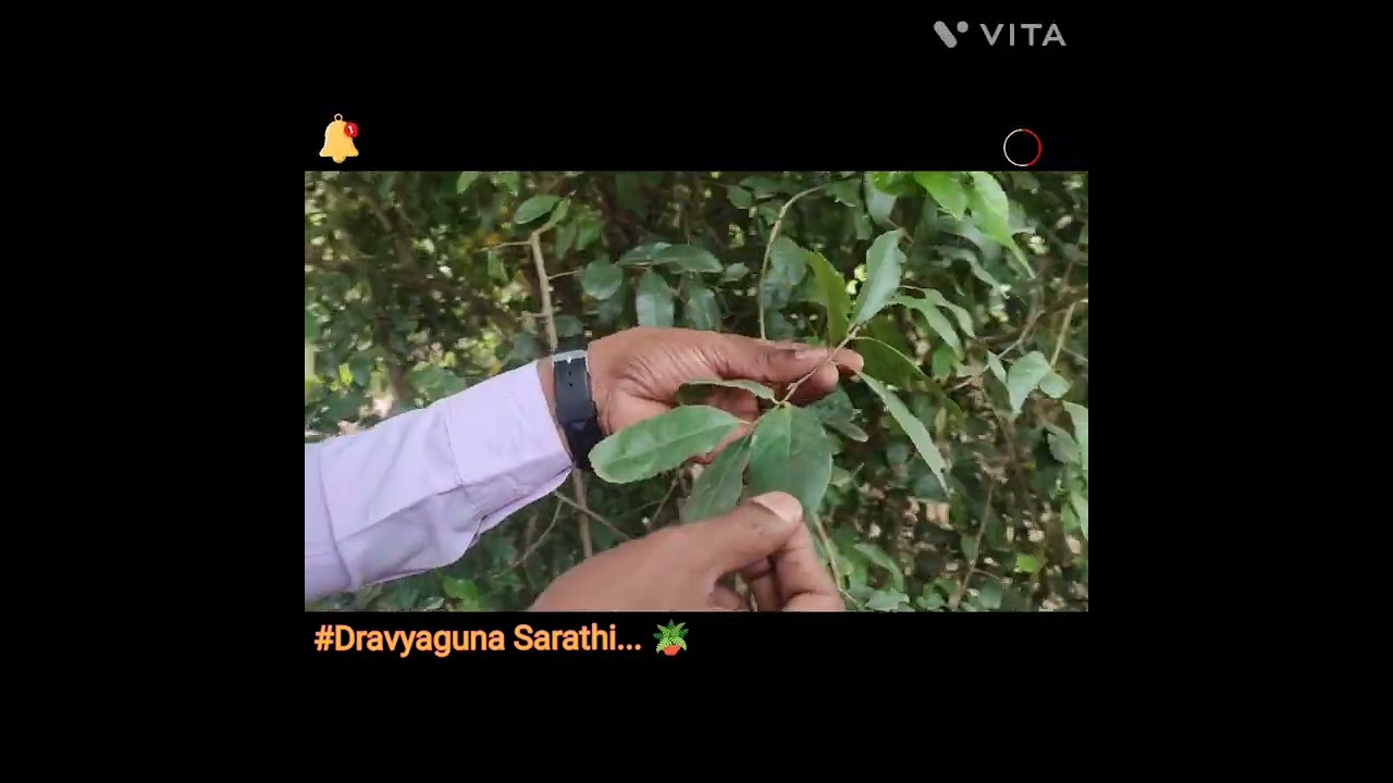 Ayurveda For All. ...Sapthachakra Medicinal plant... Dravyaguna Vignana