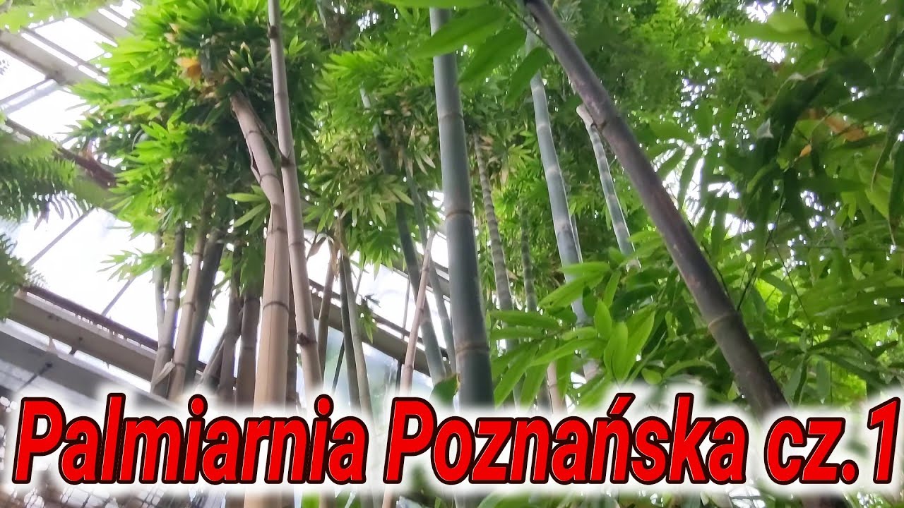 Palmiarnia Poznańska część  nr 1. Roślinność subtropikalna i tropikalna, podszyt lasu tropikalnego.