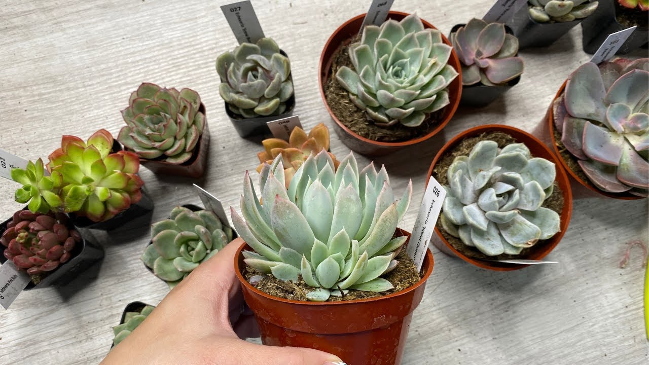 Big Succulent Unboxing From The Next Gardener! So Unique & Beautiful!  // Angels Grove Gardening