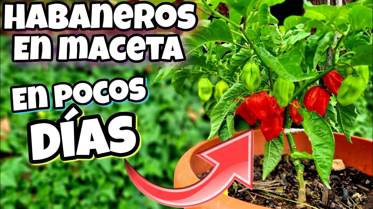 SOLO plantalo 1 VEZ y podrás COSECHAS MILES De chiles Habaneros en Maceta (Sembrar pimientos fácil)