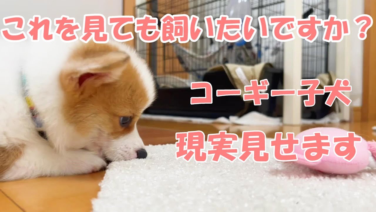 コーギー子犬をお迎えする時の覚悟の三選！これが現実・・・可愛いだけじゃ飼えません