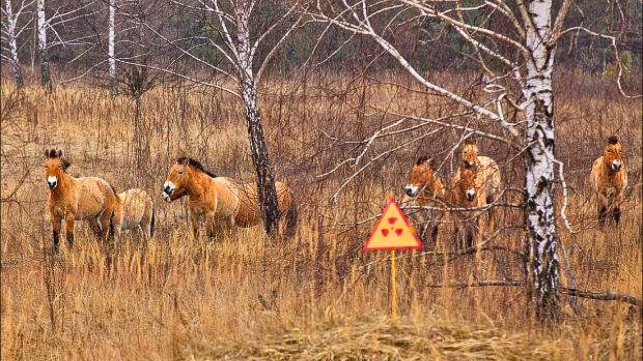 BIODIVERSITE 30 APRES TCHERNOBYL