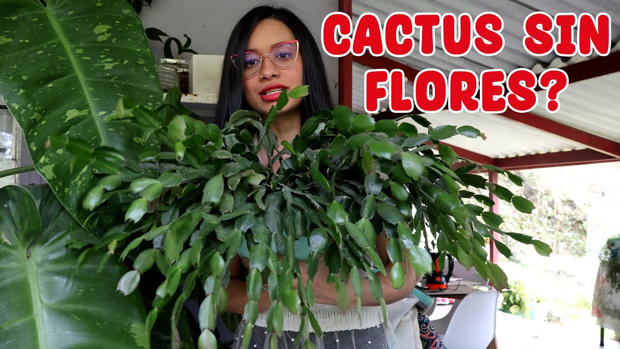 ¿Qué pasó? Mis cactus de navidad no florecieron, cómo hacerlos florecer | Candy Bu