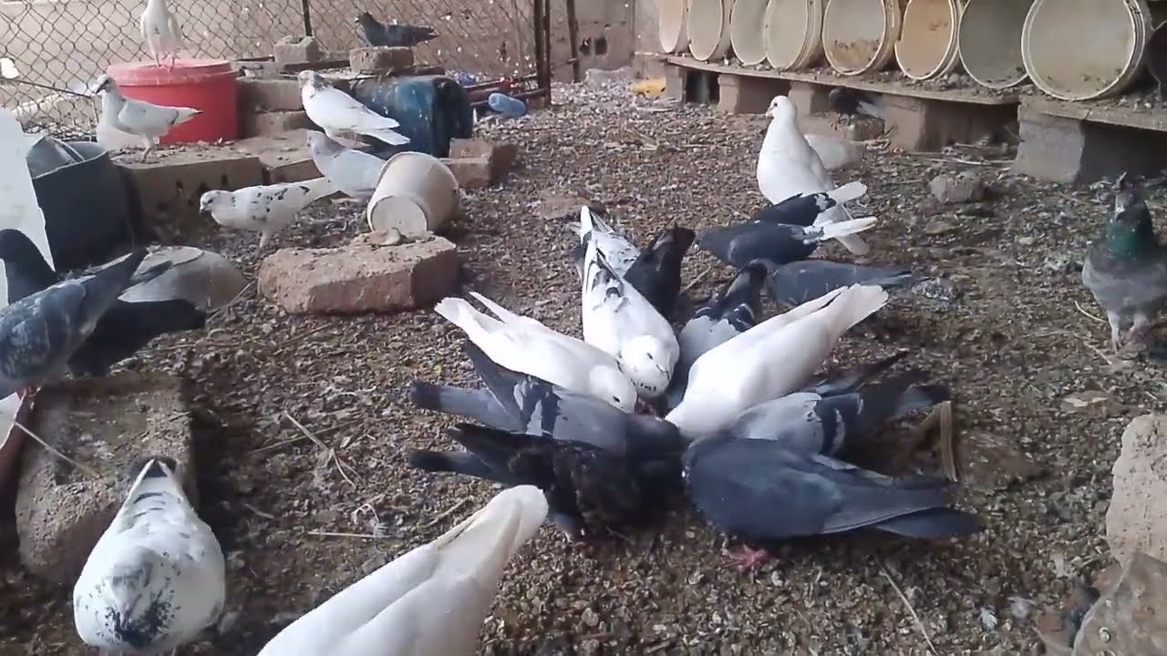 اسم جديد بعائله الحمام اسم جمال 