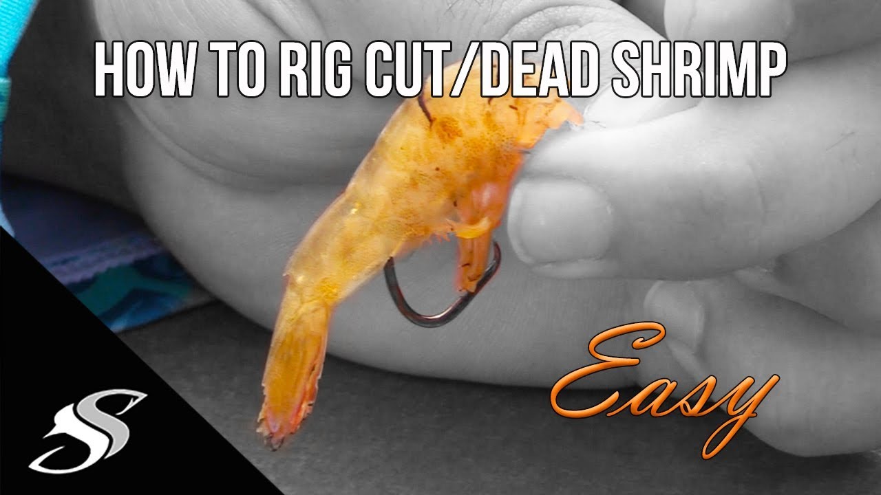 How to Rig Cut/Dead Shrimp for Fishing - Simple!