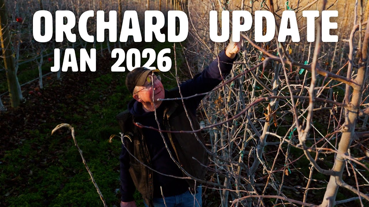 Orchard Update Jan 2026 - Why Winter Matters in the Orchard | Dormant Trees & Fruit Quality