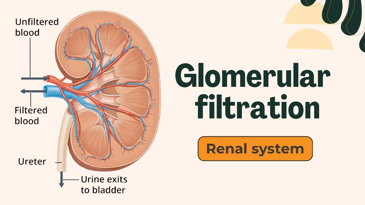 Glomerular filtration - شرح بالعربي