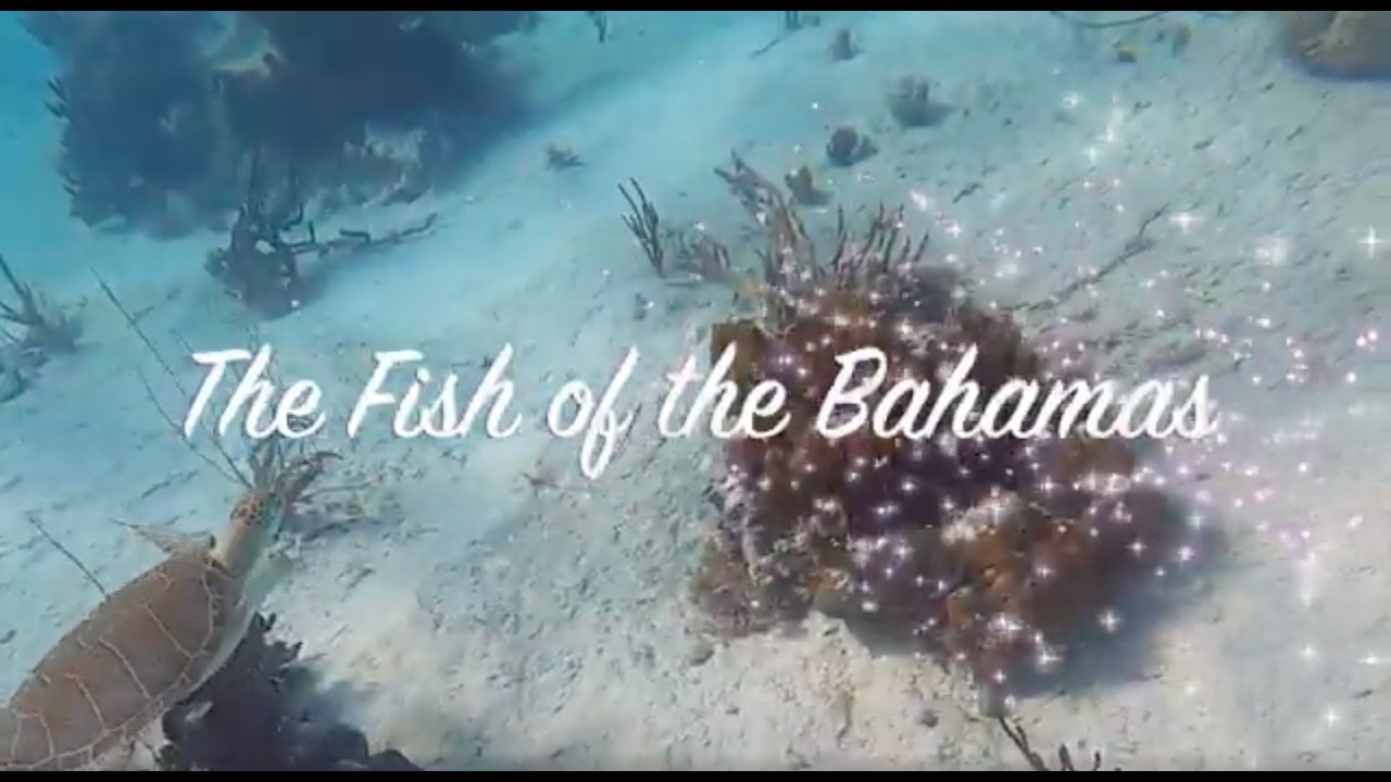 Fish of the Bahamas