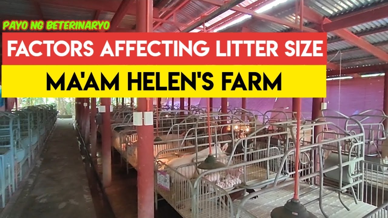 Bakit Kaunti ang Anak ng mga Inahin? | Update sa Babuyan ni Ma'am Helen