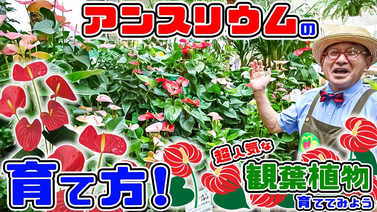【アンスリウムを育てよう!】大人気の観葉植物。アンスリウムを育てコツは!?【教えて服部さ～ん!】