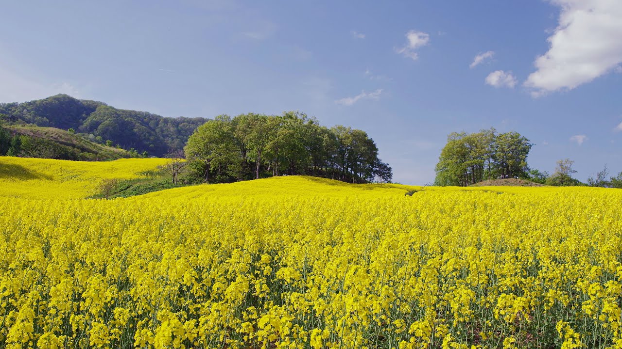 [ 4K Ultra HD ] 三ノ倉高原 菜の花畑 Field mustard flowers in Sannokura highland(Shot on RED EPIC)