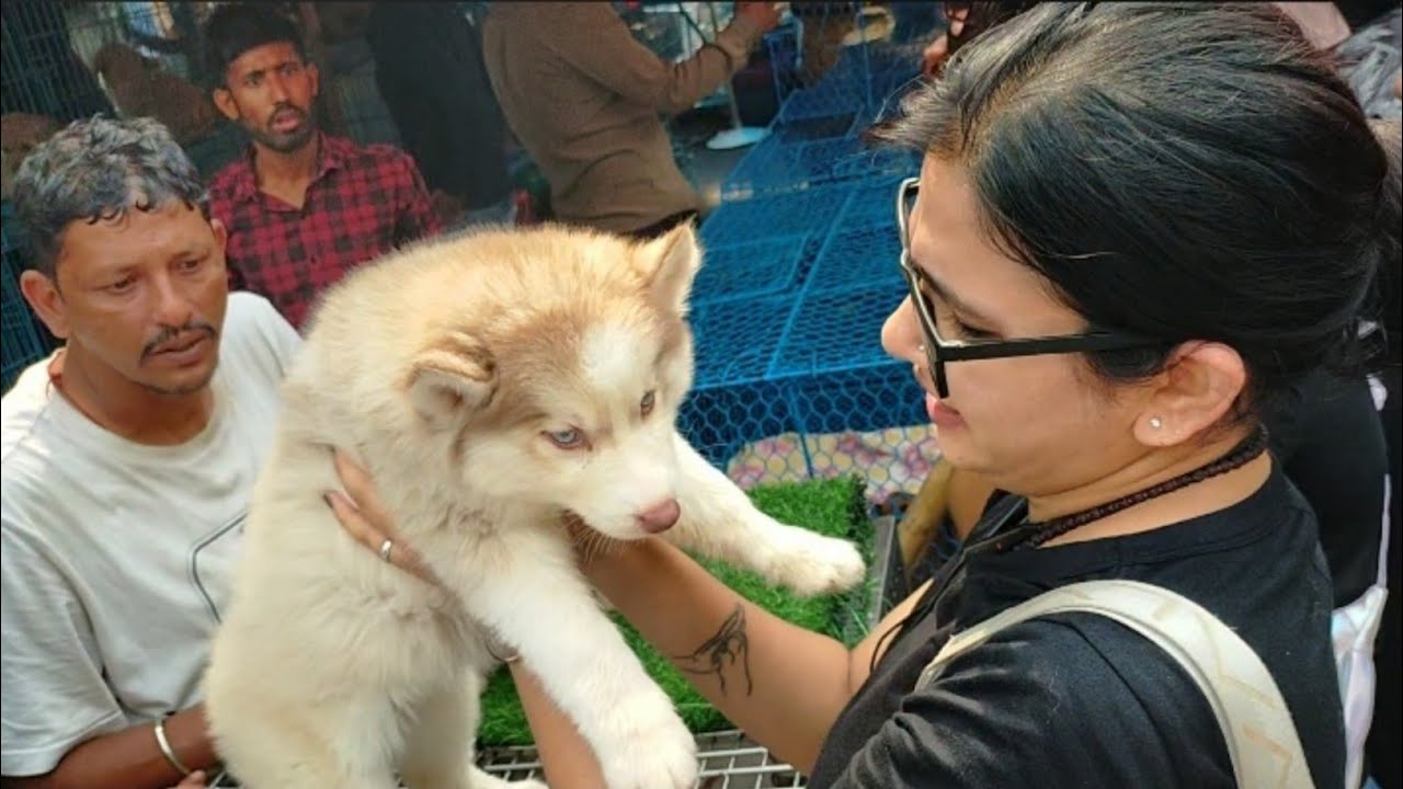 Galliff Street Dog Market | Cheapest Dog Market In Kolkata | Recent Dog Puppy Price Update | dogs|