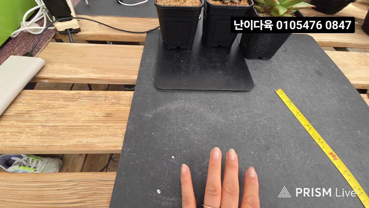 난이다육#앙#콩크진주#블러드문#모거나이트#티라미수#빅뱅#삼광#힐링타임