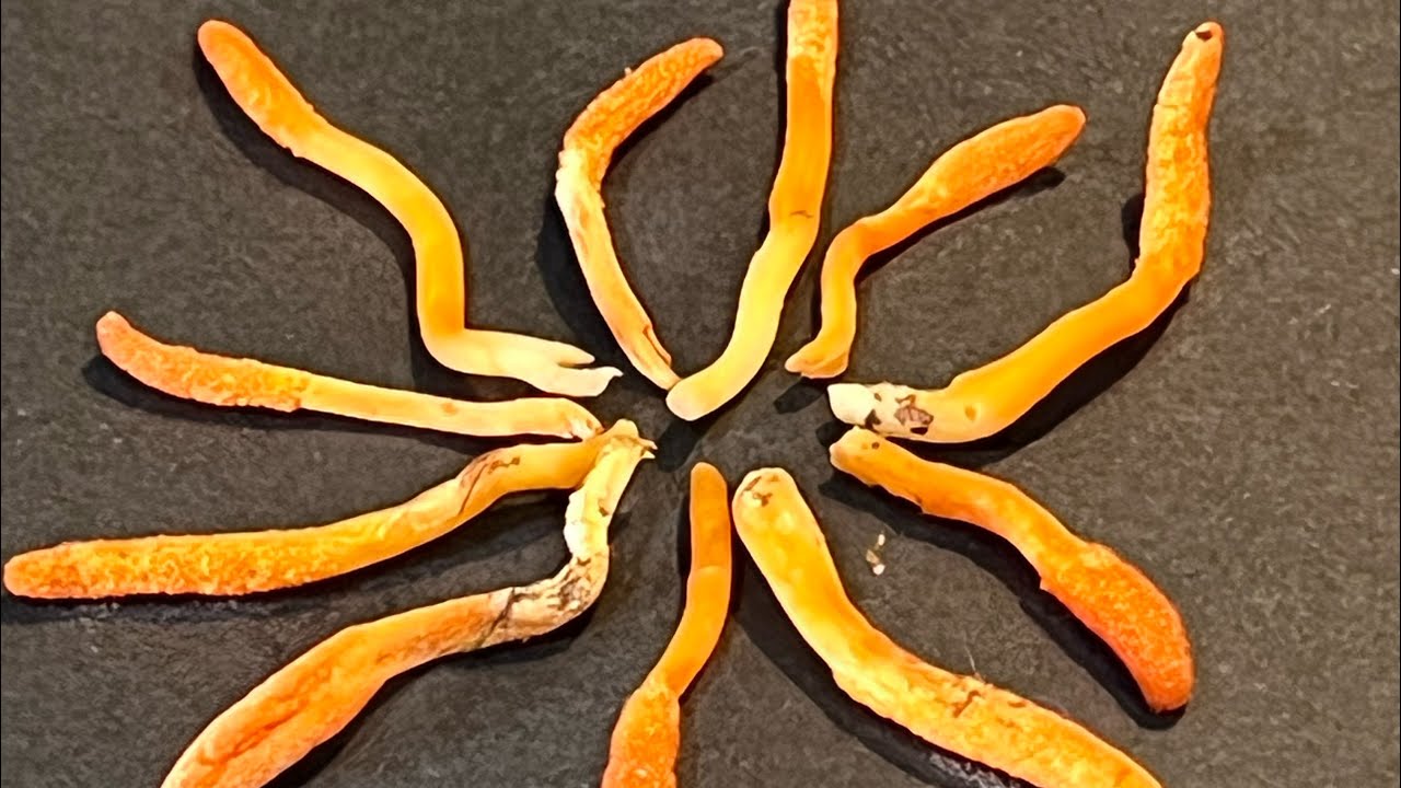 Cordyceps Militaris and the Pine Processionary Moth