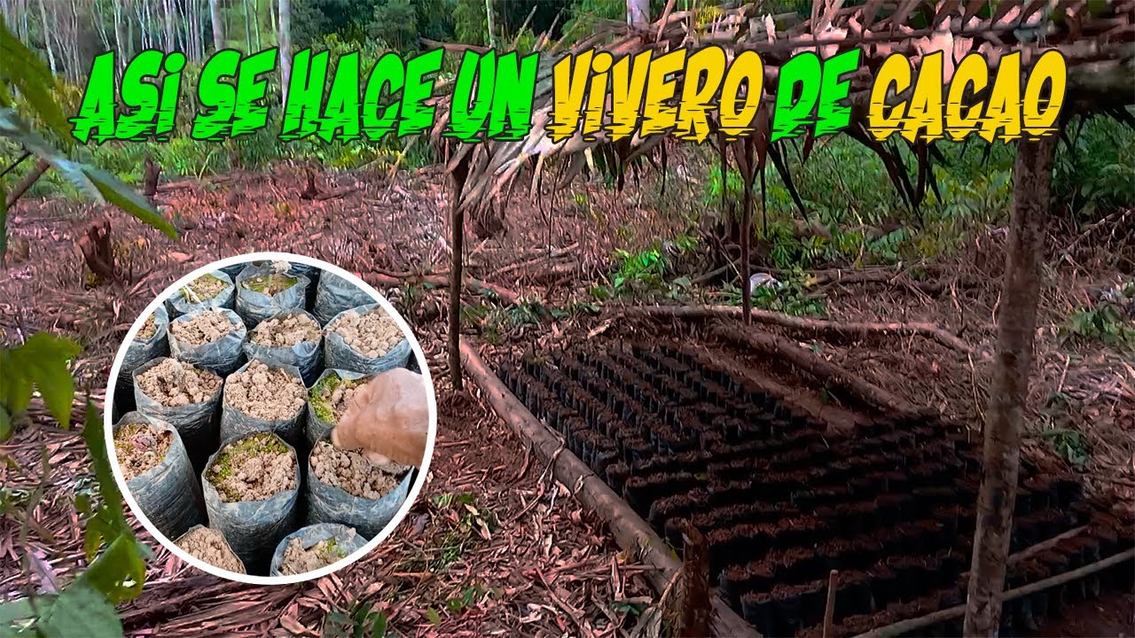 🌱🍫 ВОТ КАК СОЗДАЕТСЯ КАКАО-ПИТОМНИК В ПЕРУАНСКИХ ДЖУНГЛЯХ 🌿🇵🇪