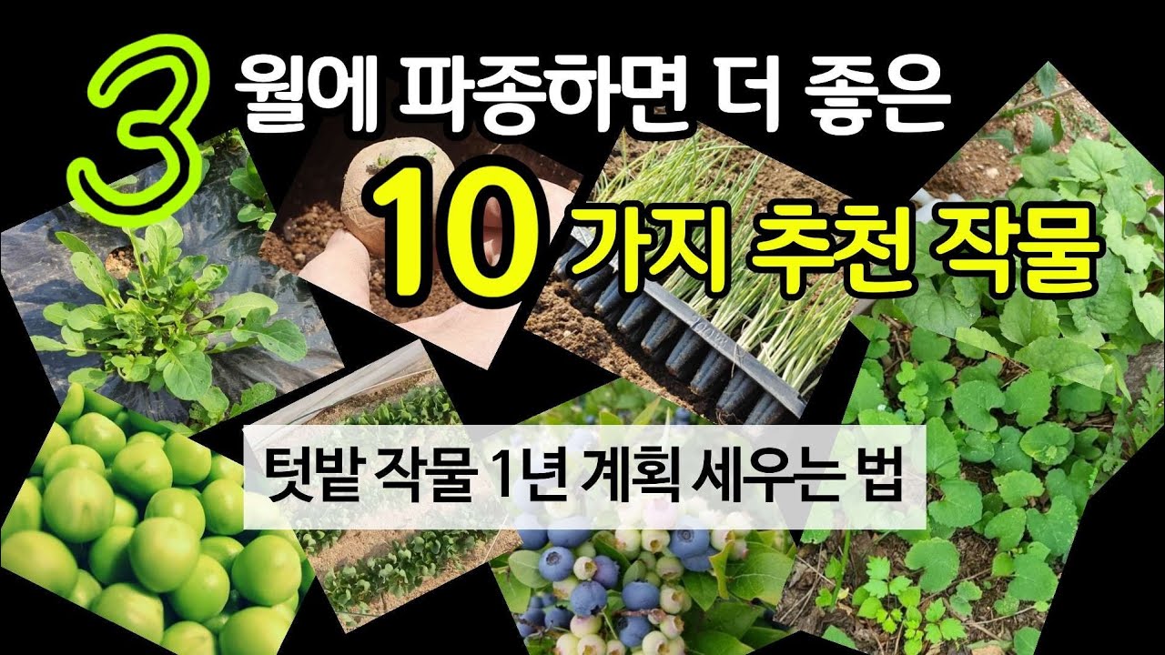 3월에 파종하면 더 좋은 10가지 추천 작물 -텃밭 작물 1년 계획 세우는 법