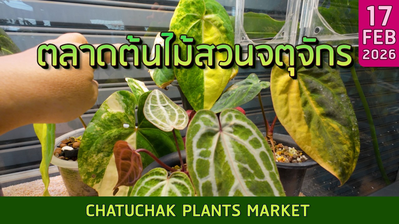 ตลาดต้นไม้สวนจตุจักร CHATUHCHAK PLANTS MARKET | 17/02/2569