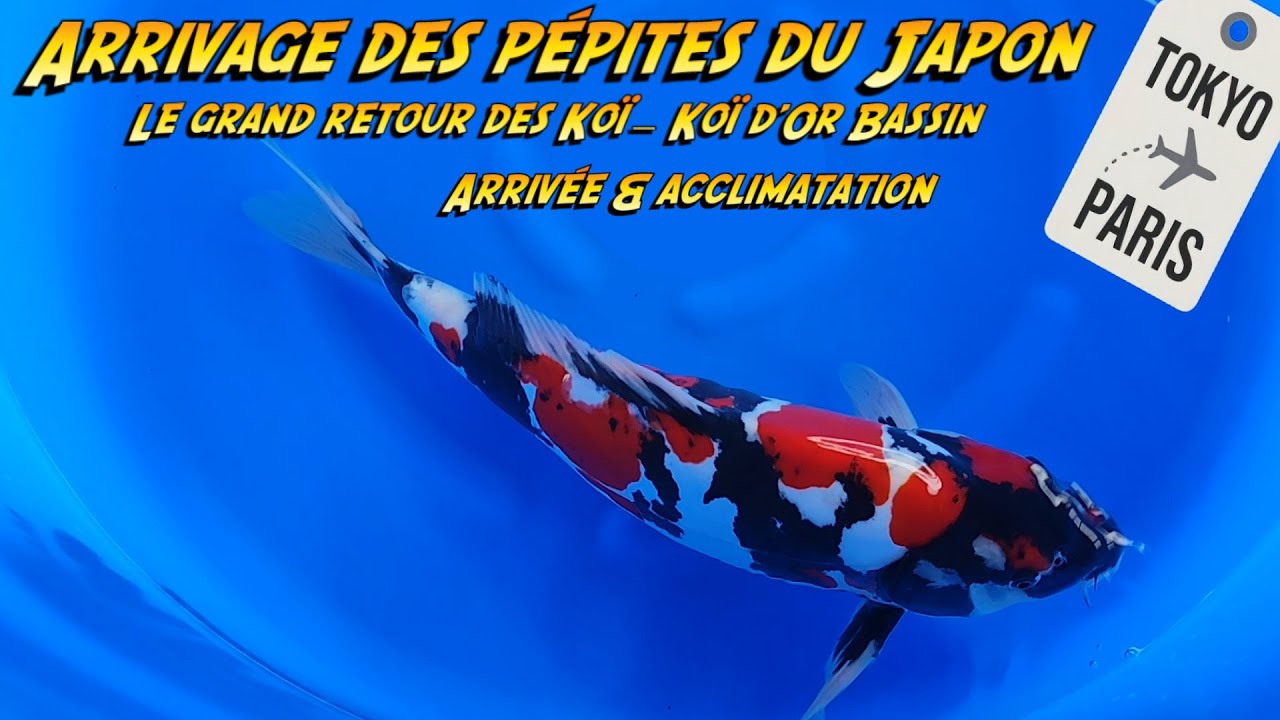 Arrivage des pépites du Japon | Le grand retour des Koï – Koï d’Or Bassin