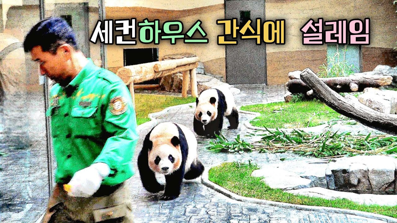할부지에 리듬을 맞추면 루이바오 후이바오 판생이 술술 풀린다 세컨하우스
