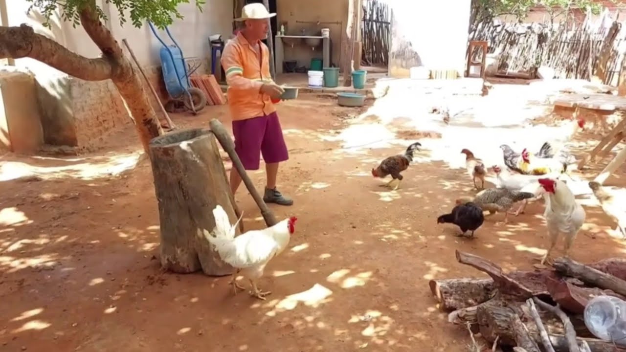 Bastidores  !! Seu Antônio assanhou  o  enchu pra ferruá Seu Mané !!