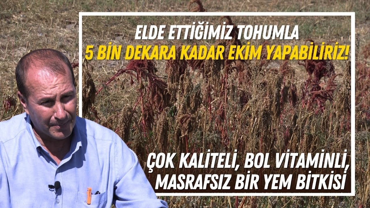 Çok Kaliteli, Masrafsız Bir Yem Bitkisi /Elde Ettiğimiz Tohumla 5 Bin Dekara Kadar Ekim Yapabiliriz!