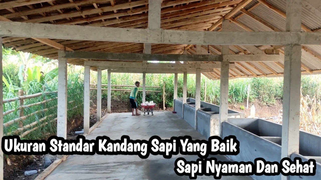 Ukuran Kandang Sapi Yang Betul🔴Sapi Nyaman Dan Sehat🔴Kandang Sapi Matoh