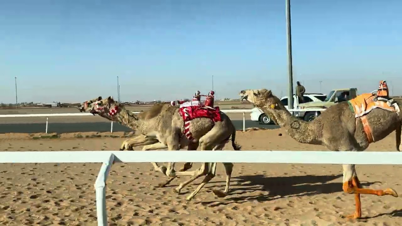 ش 2 رئيسي قعدان حقايق نياف ل سعد فريح الشمري