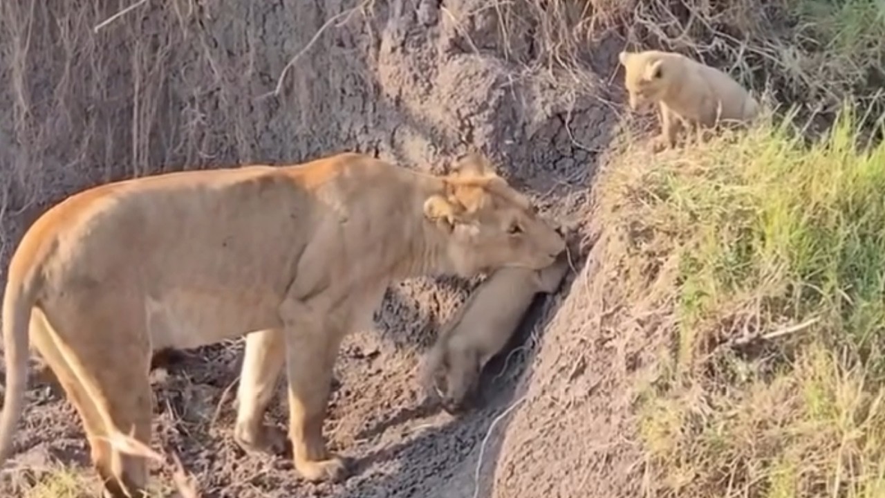 Three Naughty Cubs vs. Lion Mom🥰 Marsh Pride Lola | Amara Showed up #lioncub #lion #lioness