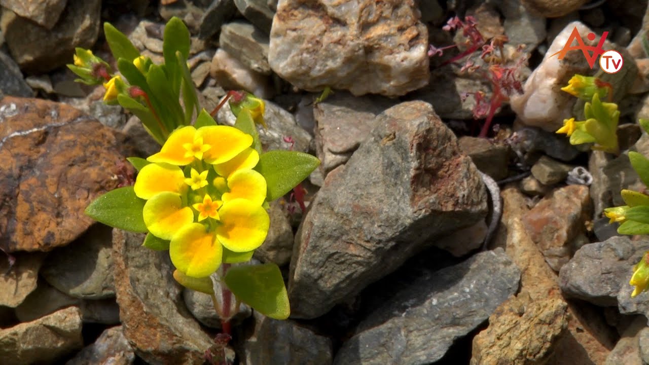 REPORTAJE DESIERTO FLORIDO 2015- ATACAMA VIVA