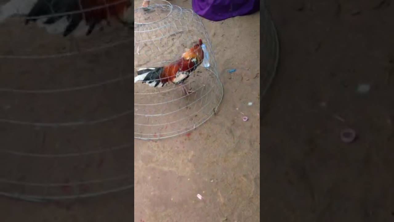 សារព័ត៌មាន នគរវត្ត -