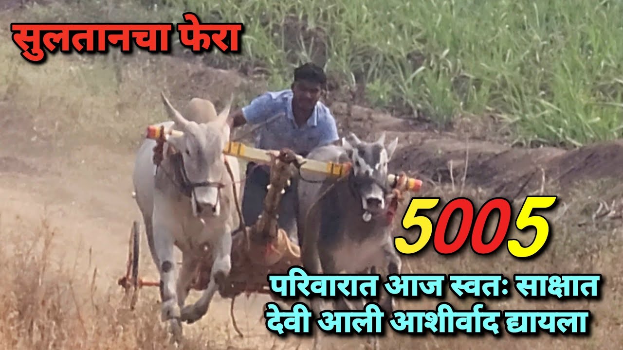 सुलतानचा फेरा 😍 5005 परिवारात आज स्वतः साक्षात देवी आली आशीर्वाद द्यायला🙇‍♂️ | Bailgada Sharyat |