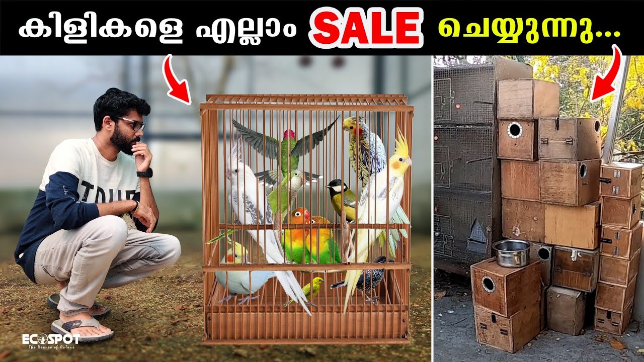 കിളികളെയെല്ലാം വില്‍ക്കുന്നു... എല്ലാം നിര്‍ത്തി !!! Selling Birds at Best Price in Trivandrum