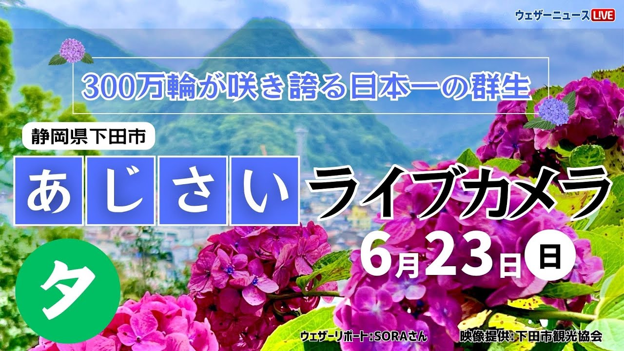 【LIVE】あじさいライブカメラ＠下田公園 夕〜第53回伊豆下田温泉あじさい祭開催中〜 2024年6月23日(土) #あじさい #紫陽花