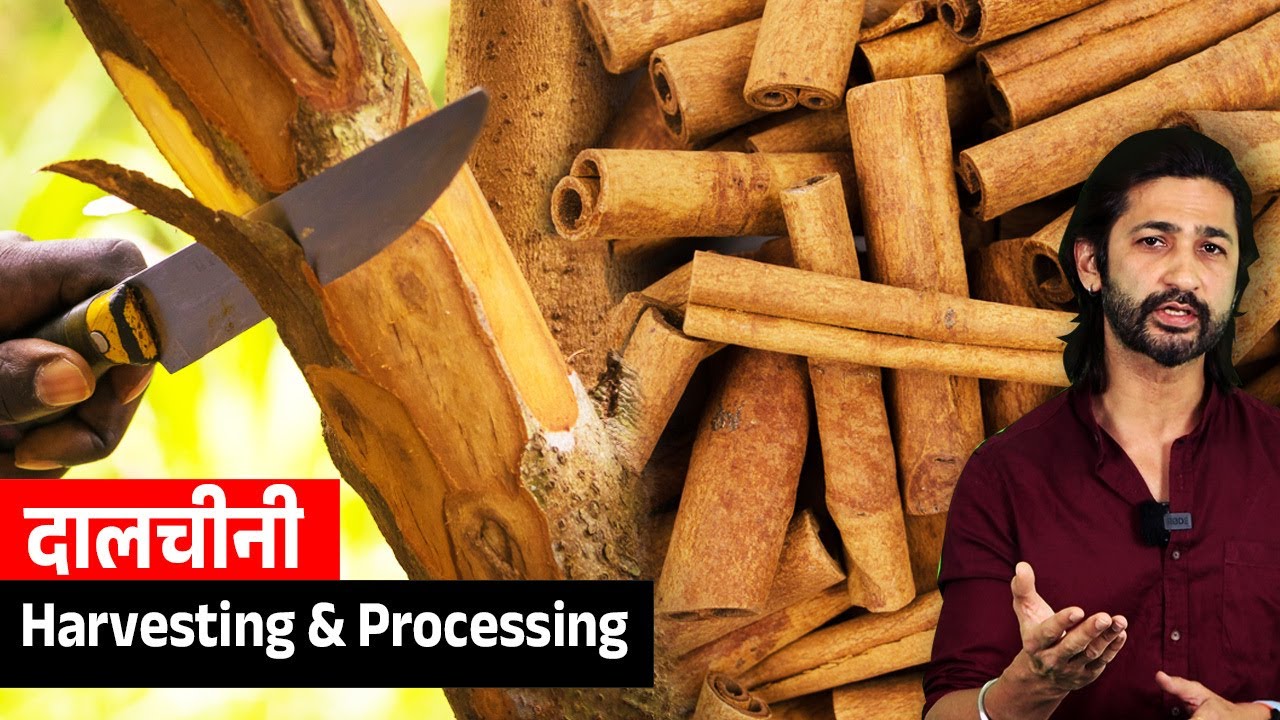 दालचीनी (Cinnamon Farming) की खेती की सम्पूर्ण जानकारी | Planting, Harvesting & Processing