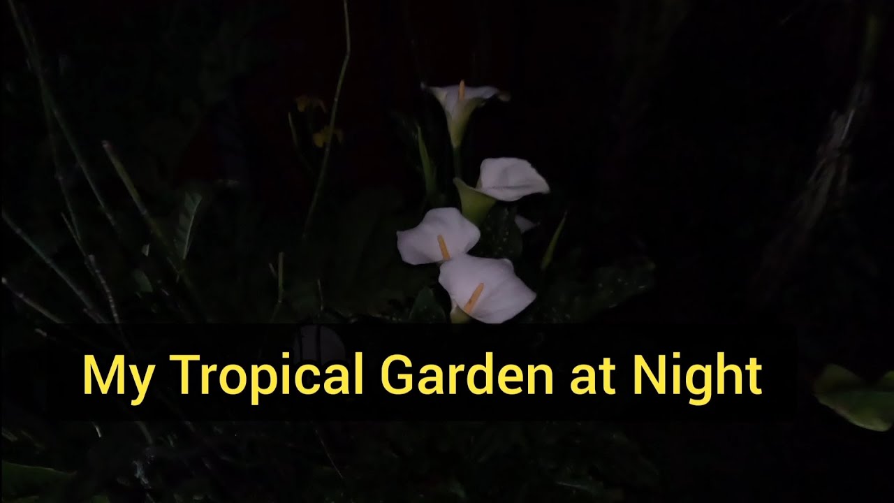 My Tropical Garden at Night! (and the inexpensive lighting I use)