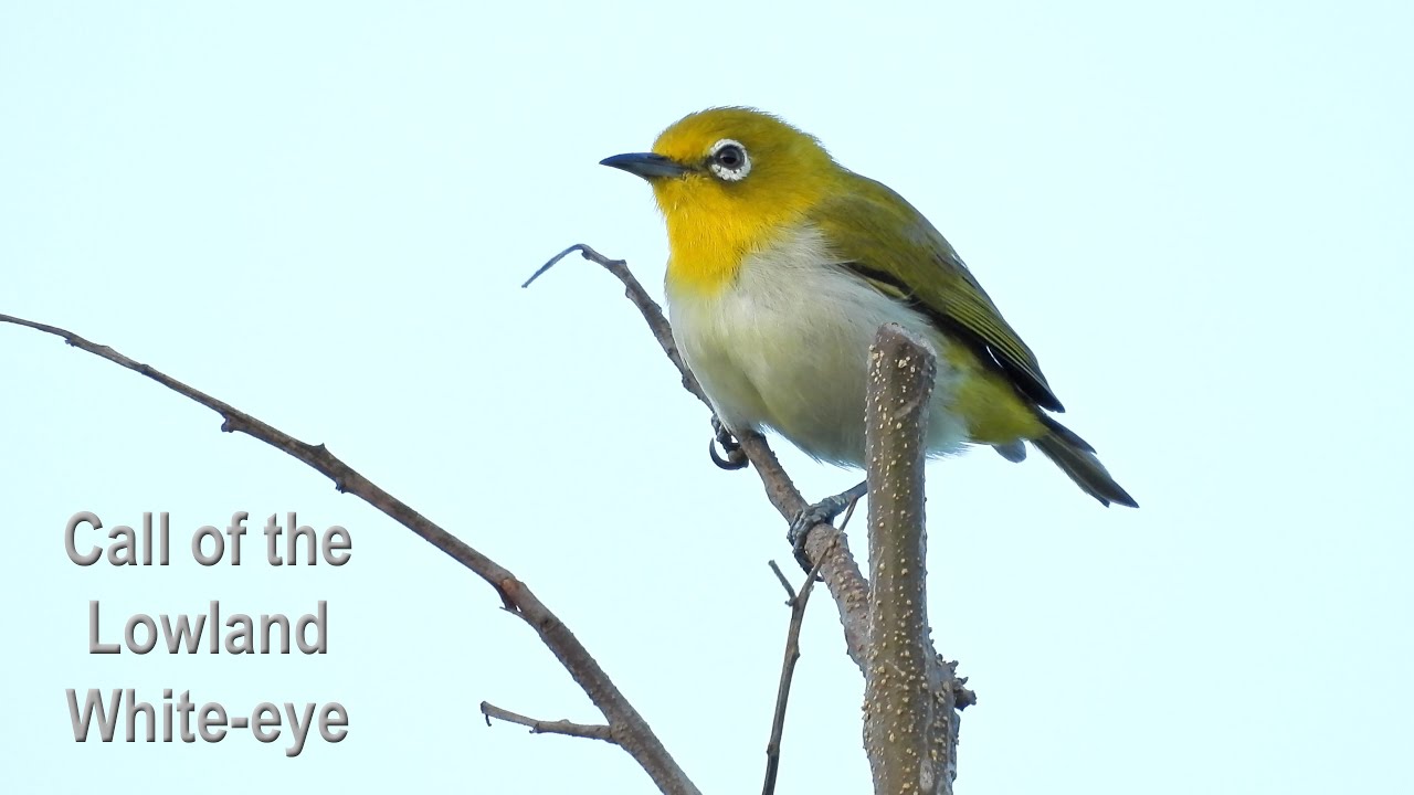 Call of the Lowland White-eye (Coolpix P1000, in 4K)