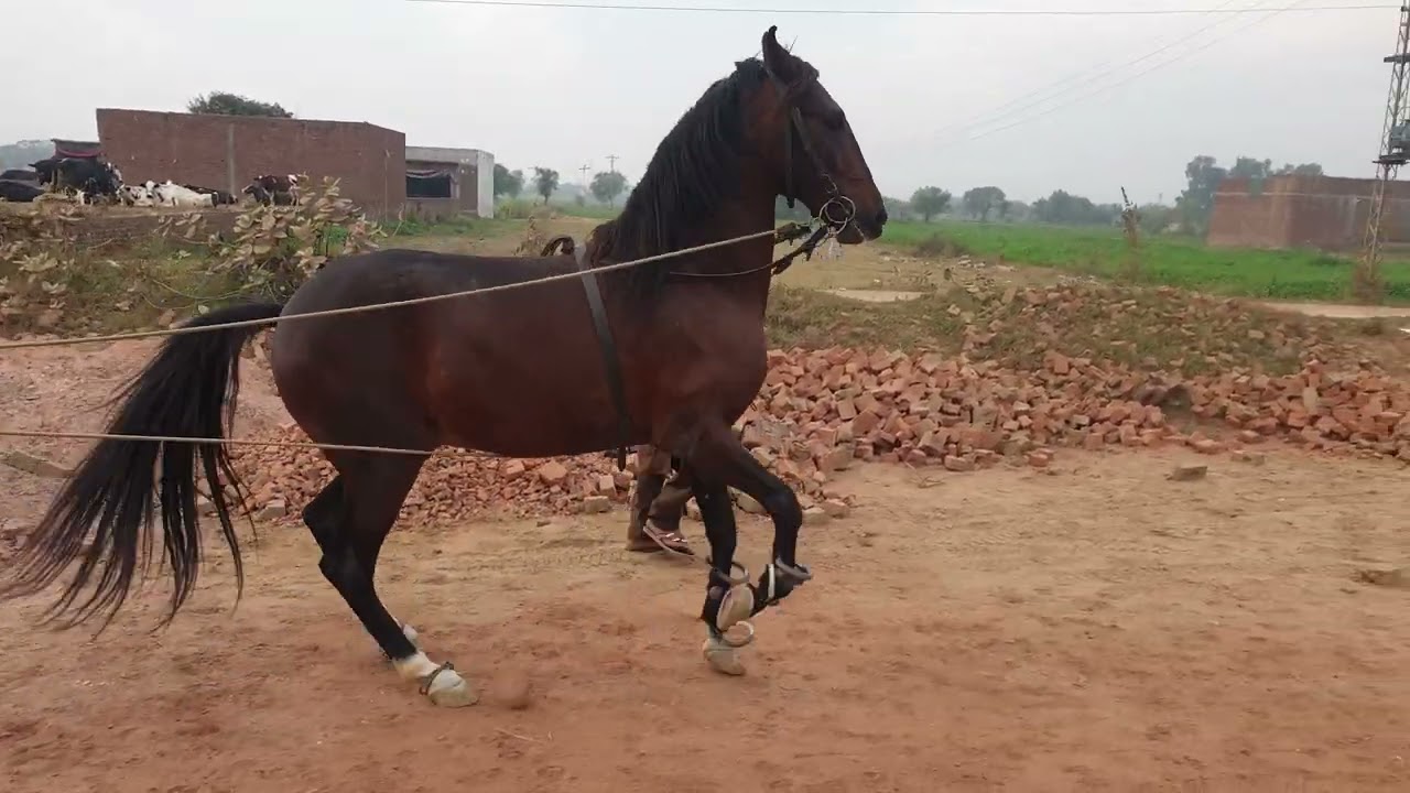 Horse Dance Training | how to train a horse for dance