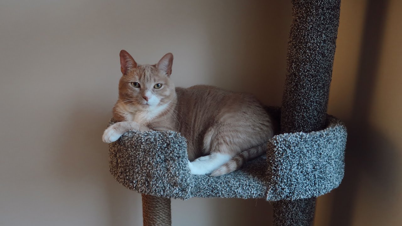 Octubre 28, 2025 - Ramona 🐈🪽