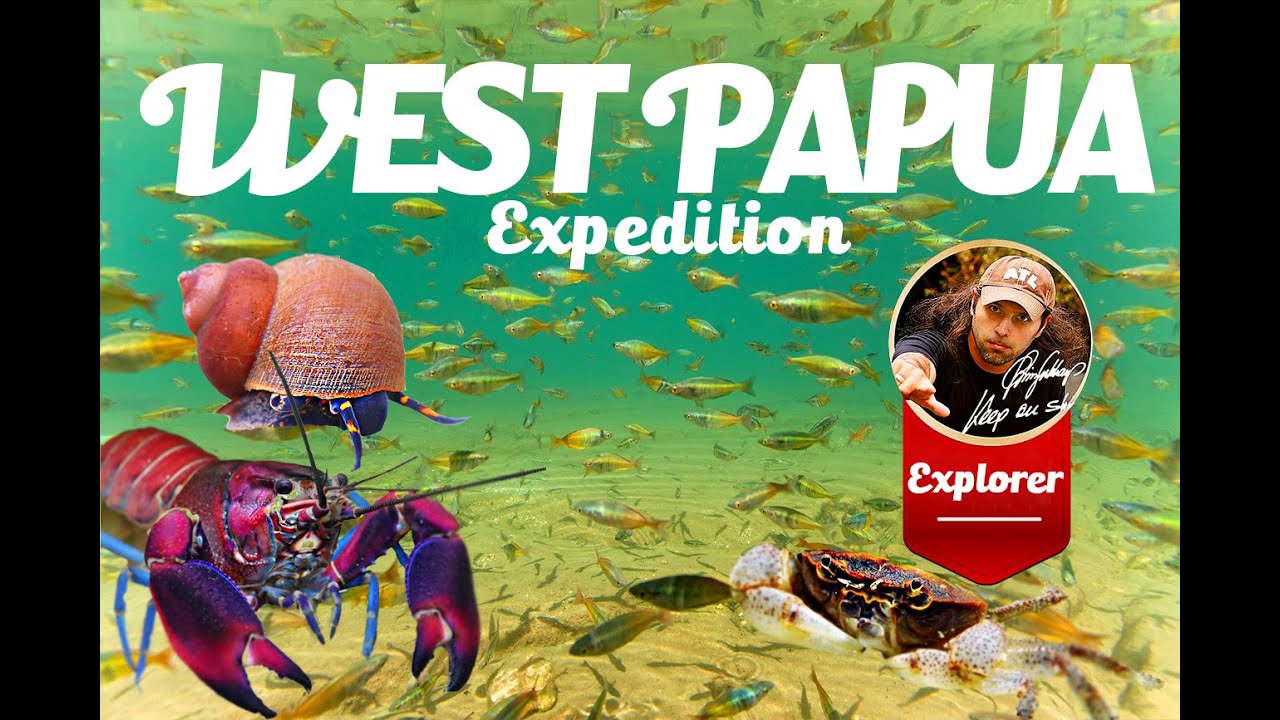 Adventure West Papua - Expediition to Ajamaru and Ajtinjo