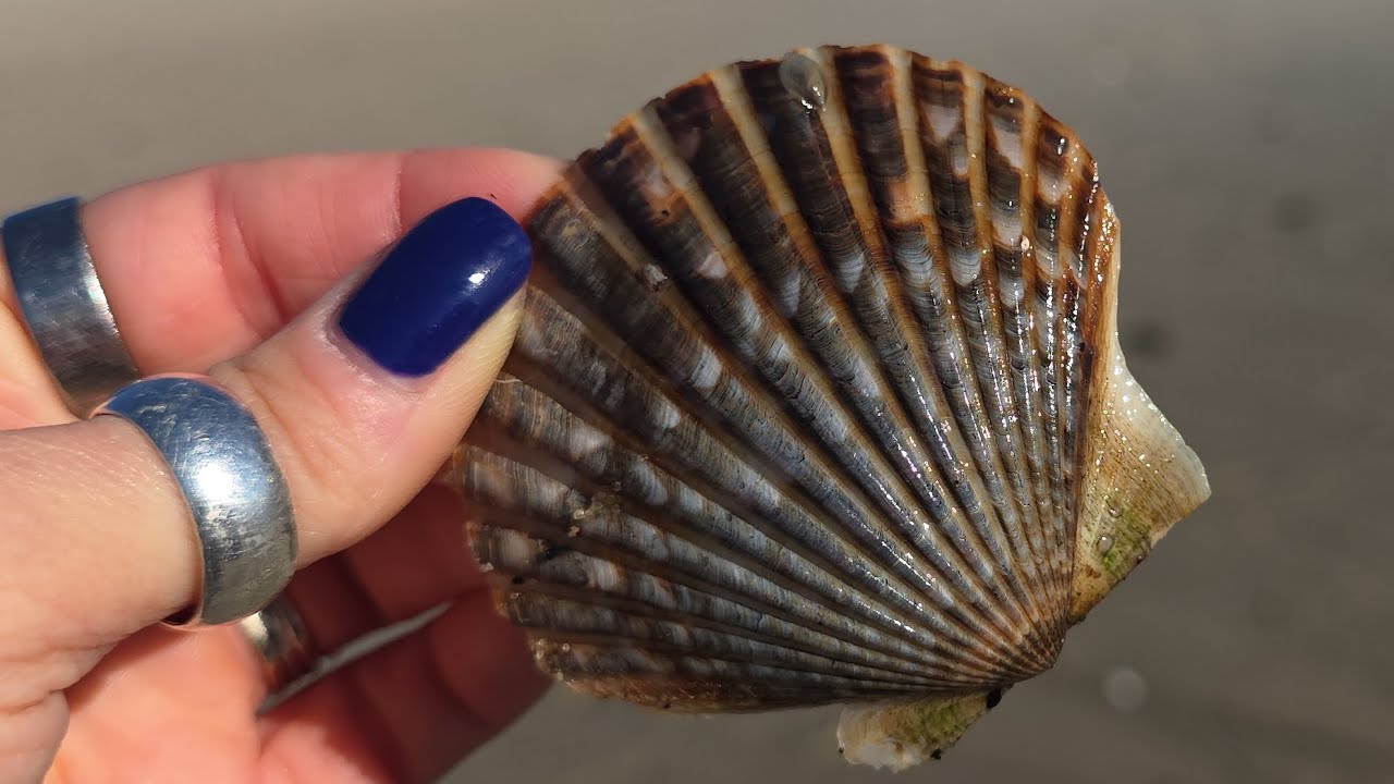 Cape Cod Shell набирает очки!!